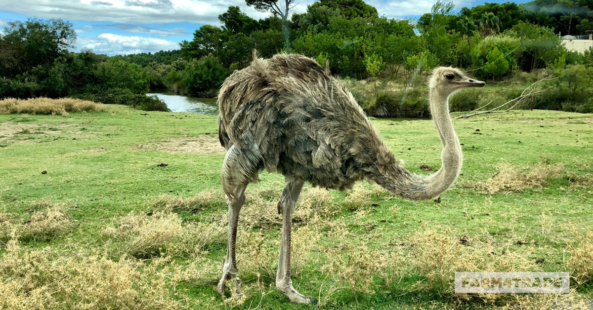 Karamoja Ostriches to be conserved by Uganda Wildlife Education Centre (UWEC).
