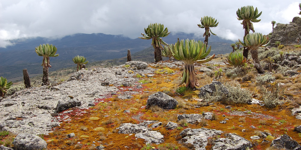 Mountain climbing and volcano hiking in Uganda.