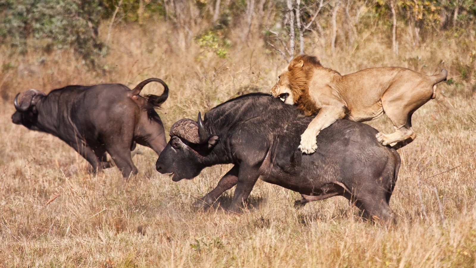 Lions in Uganda and where they are found