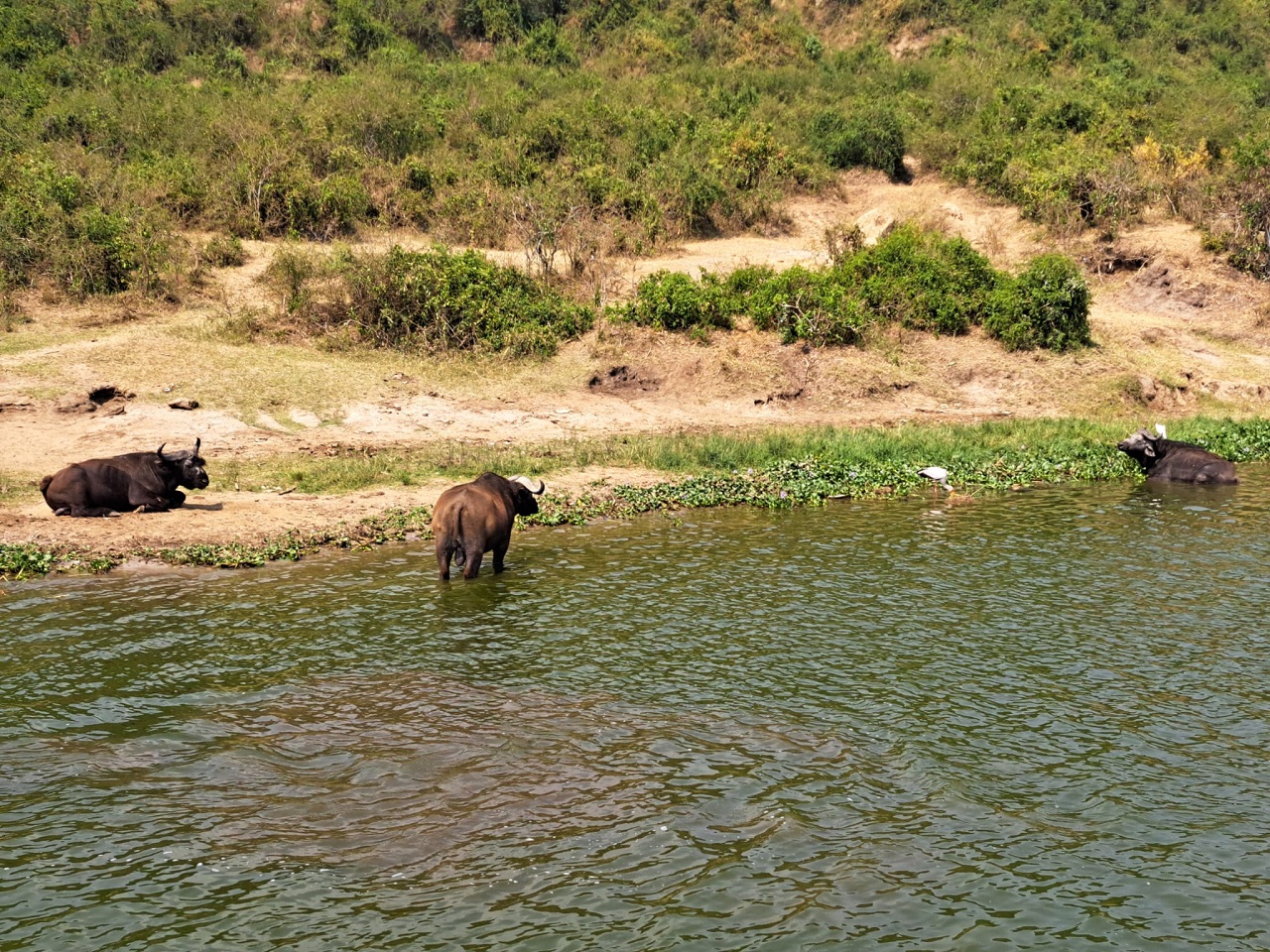 Buffaloes in water