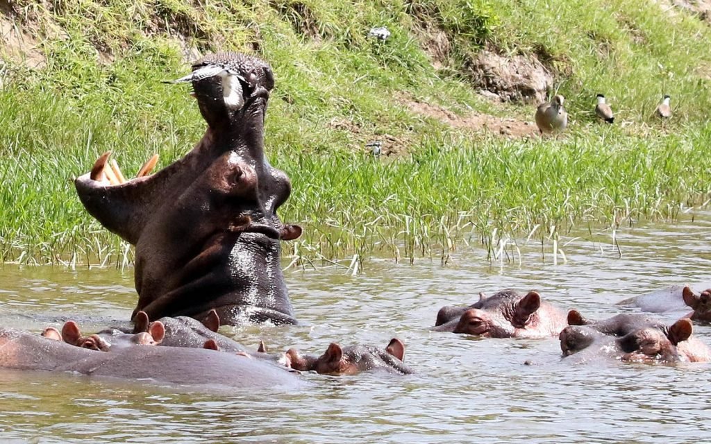 Trip to Lake Mburo National Park(2days).
