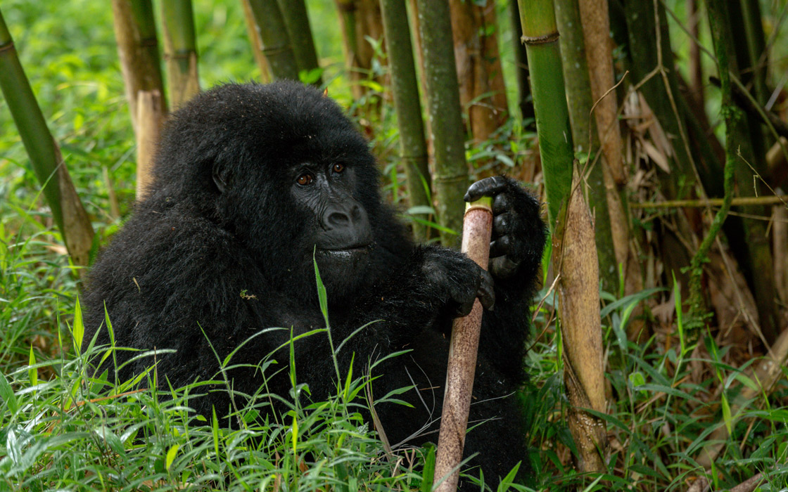3-Day Mgahinga Gorilla Trekking Safari