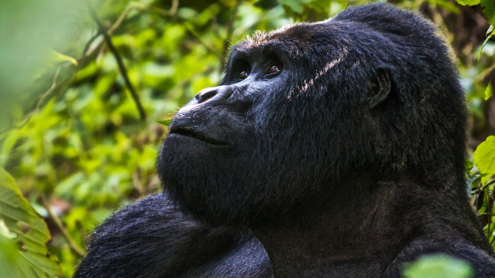 Gorilla & Chimpanze Tracking