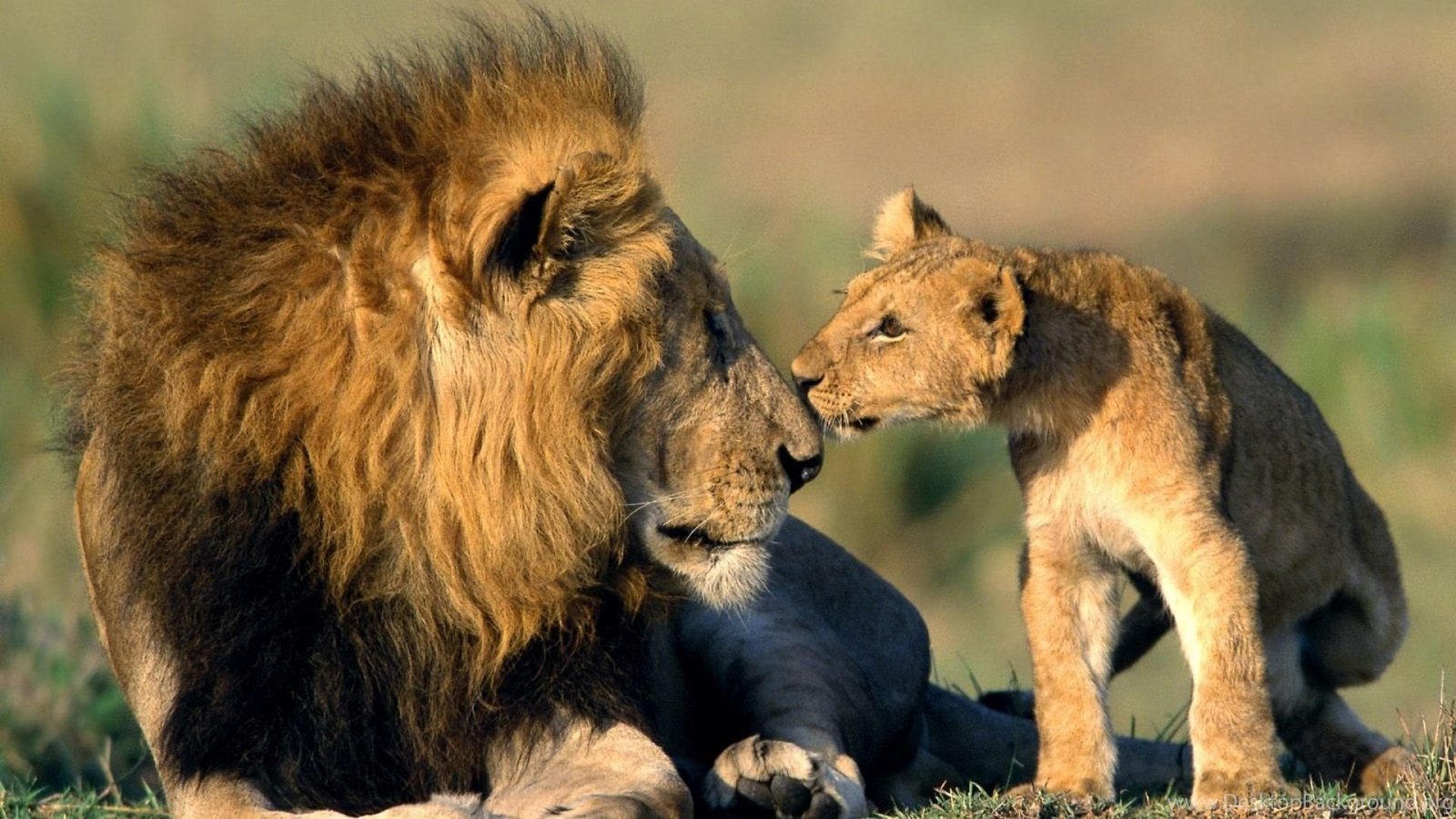 Game Drives